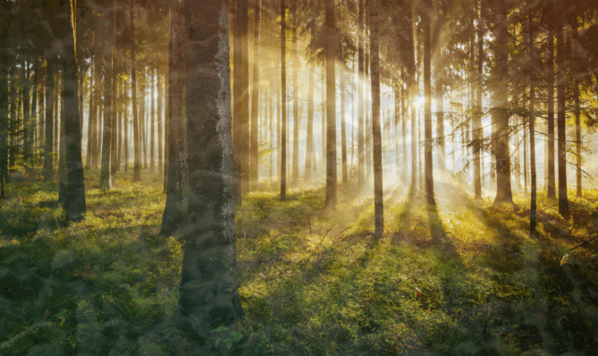 Promienie światła w lesie symbolizujące harmonię, rozwój duchowy i wysokie wibracje. Wpływ wibracji światła na harmonizację energii oraz rozwój duchowy.